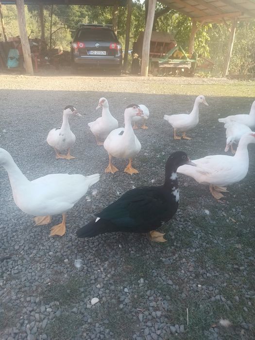 Vand rațe crescute acasa