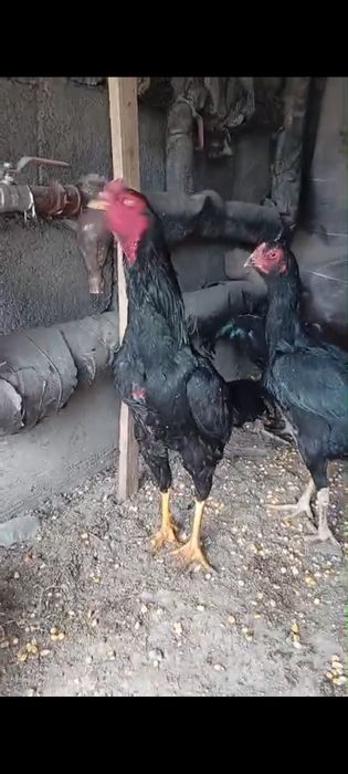 Тауық тауық тауық