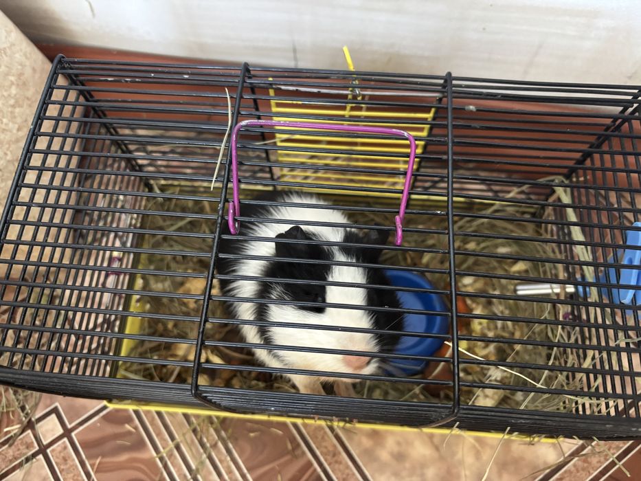 Продам морскую свинку