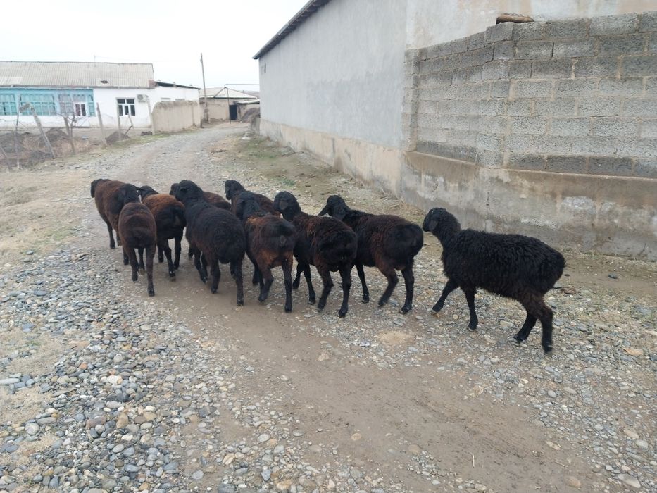 9ta qo‘chqor 1ta bug‘oz qo‘y sotiladi xammasi bir joyda dan