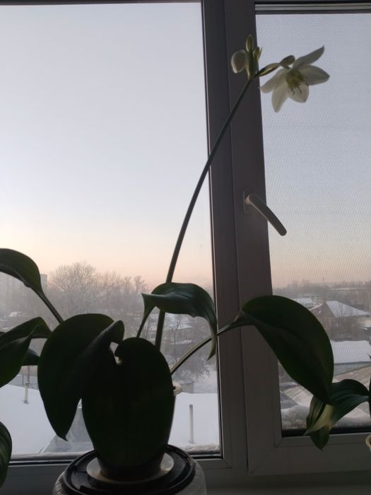 продам комнатные цветы