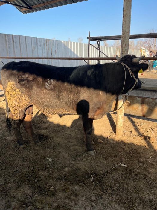 Срочно продаются бычки