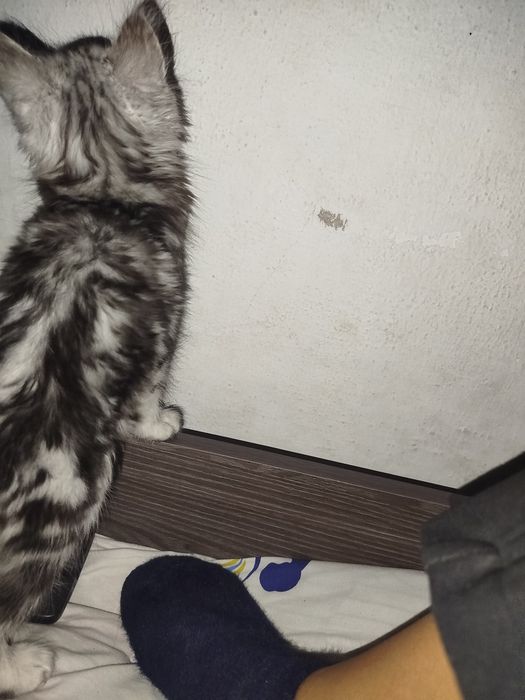 Кошка дамашная  имя киска