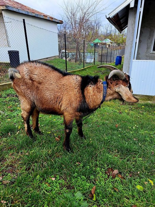 Vand tap anglonubian