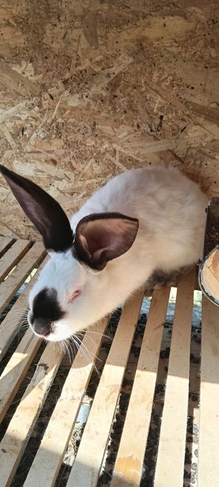 Iepuri uriași de Transilvania