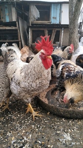 Цыплята куры петухи