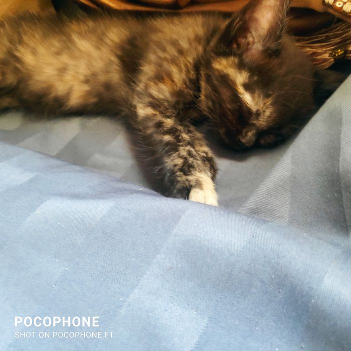 Скотиш фолд Шотландский продам