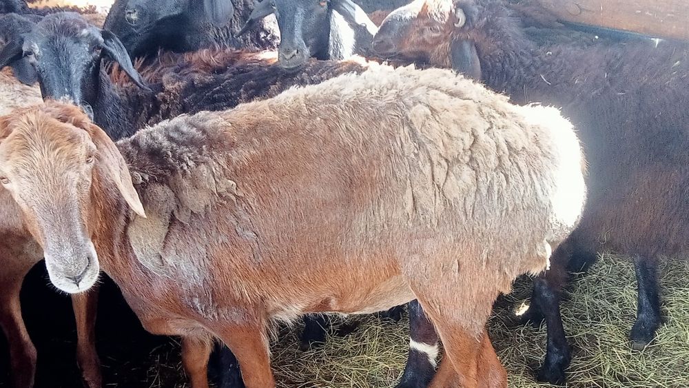 Кой сатылады!50000 ТГ