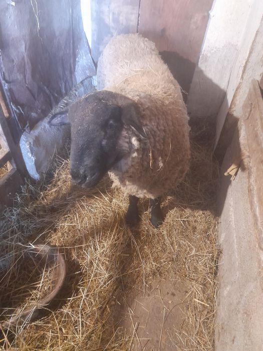 Berbec suffok de 2 ani