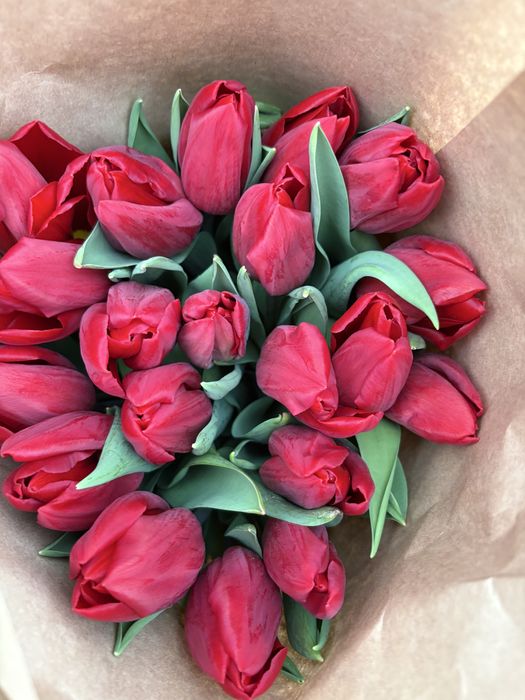 Самые крупные тюльпаны в Астане