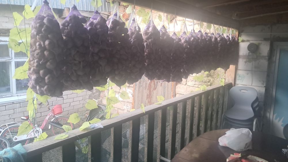 Продам чеснок домашний