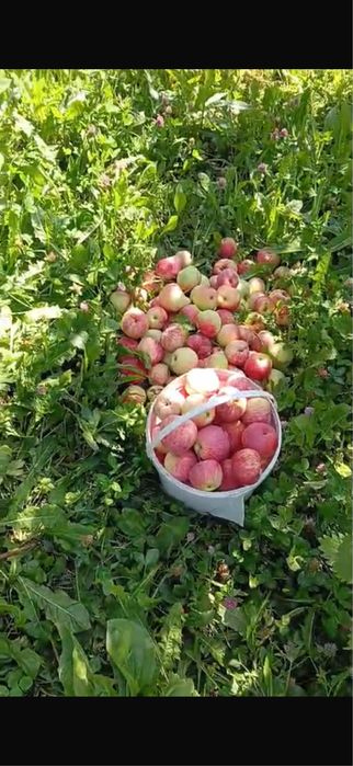Яблоки Самовывозом / САМОСБОР!