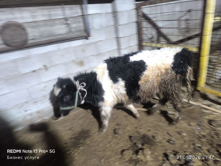 Бузау ургашы сатилади