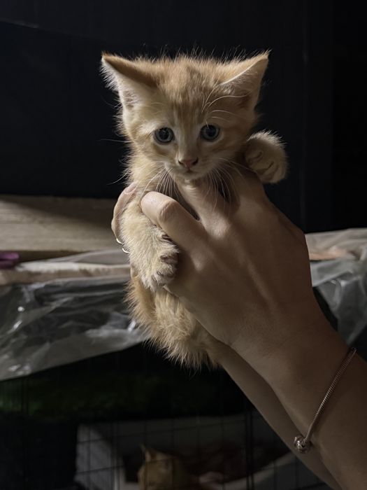 Котята крысоловы
