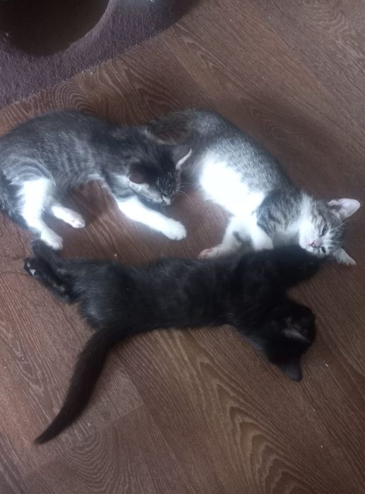 Котята в добрые руки
