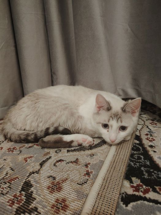 Отдам котенка в добрые руки