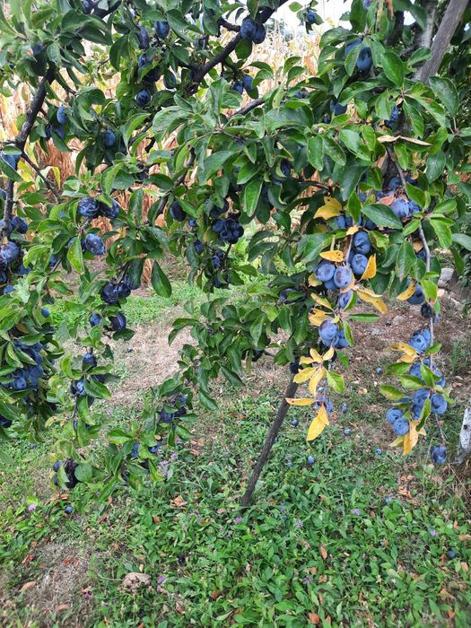Vand prune pentru tuica culese astazi la pretul de 1,5 lei kgr