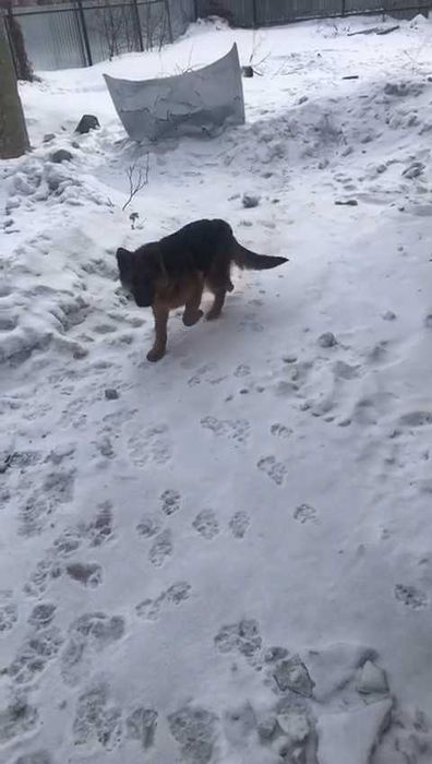 Собаке срочно нужен дом!