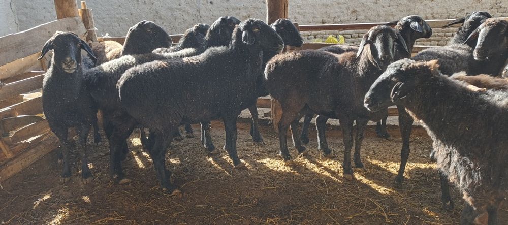 Xisori bugʻoz egiz tugʻadigan qoʻylar sotiladi