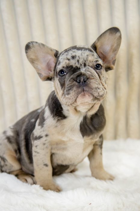 bulldog francez blue merle
