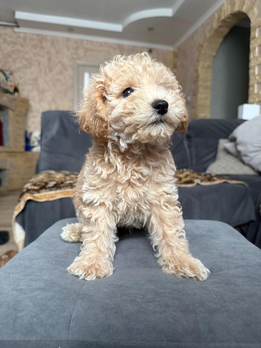 Щенки Той пудель