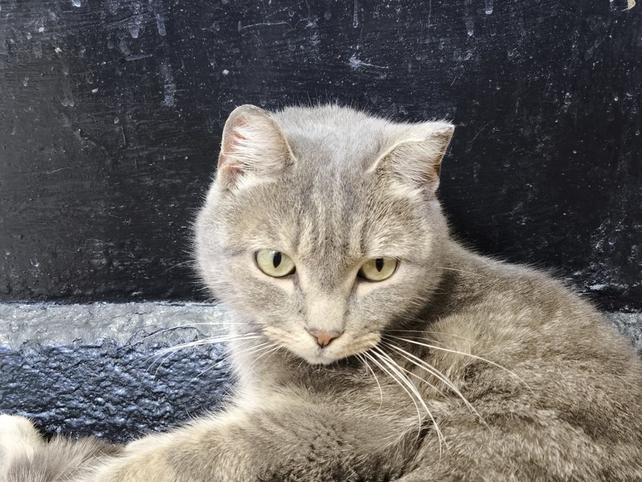 Отдам даром кота