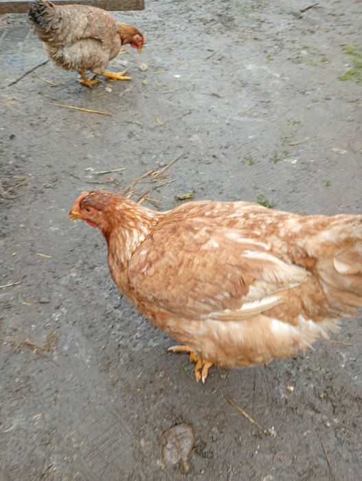 Vând puicuțe mixte