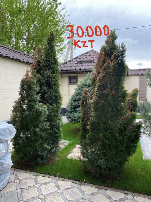 Елки, Туя, Деревья