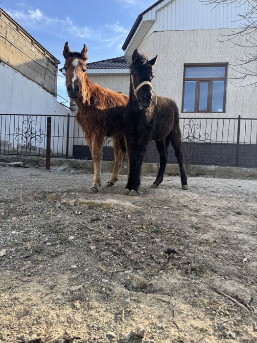 Екі құлын сатылады