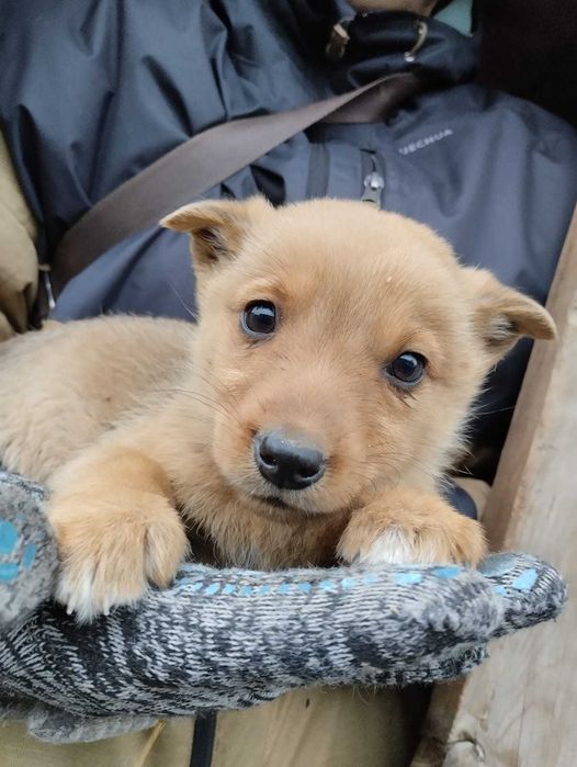 Щенки ищут свой дом