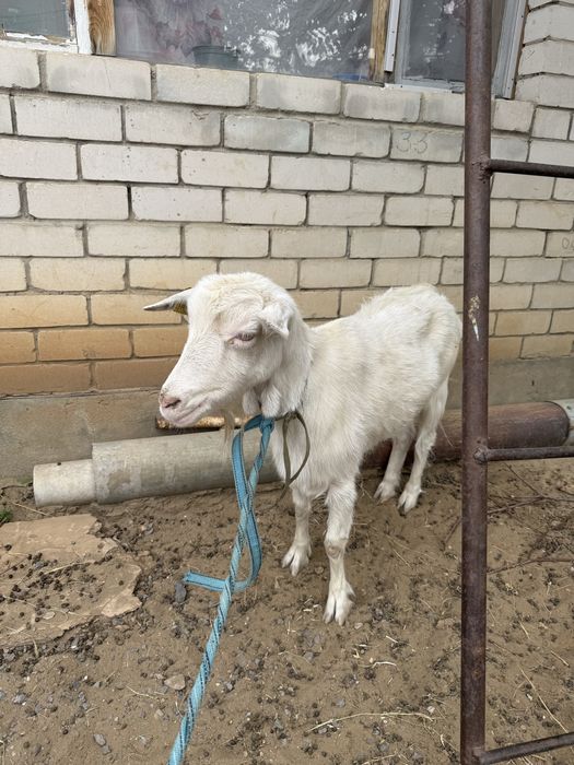 Продам козу молодую