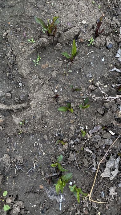 Продам цветы садовые Мимозу