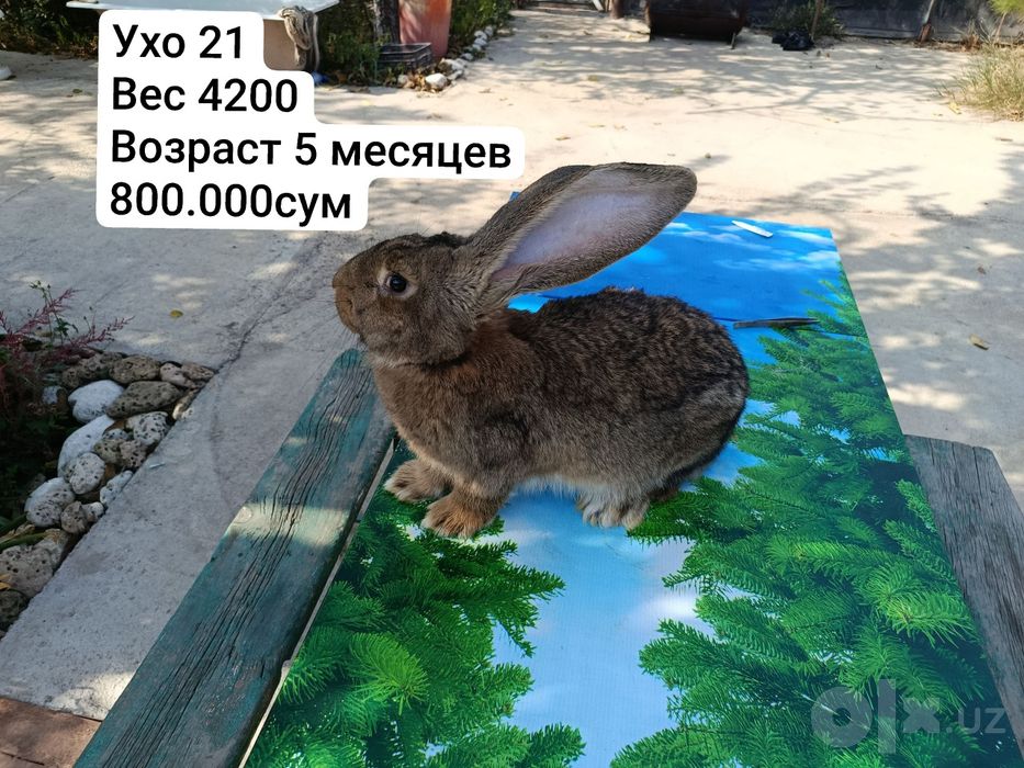 4 самца парода фландр и 1 великан