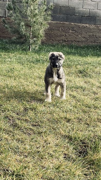 щенки алабая.