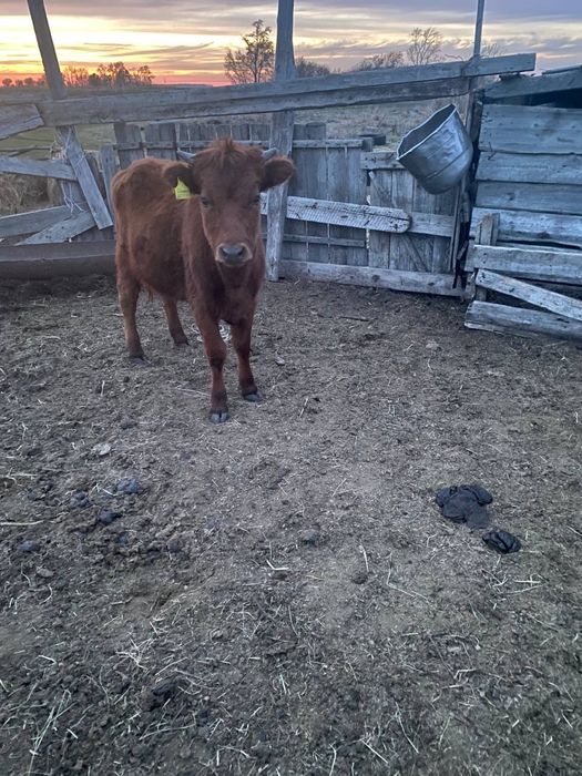 Продам телечку 10 месяцев