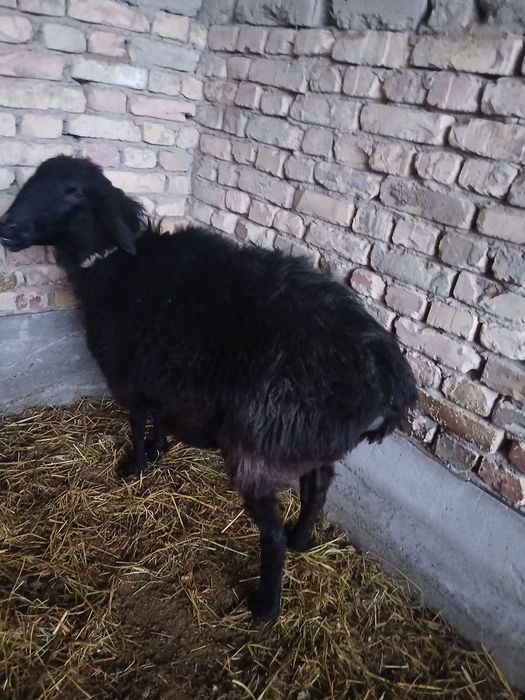 Ona bola qazoqi qoylar sotiladi