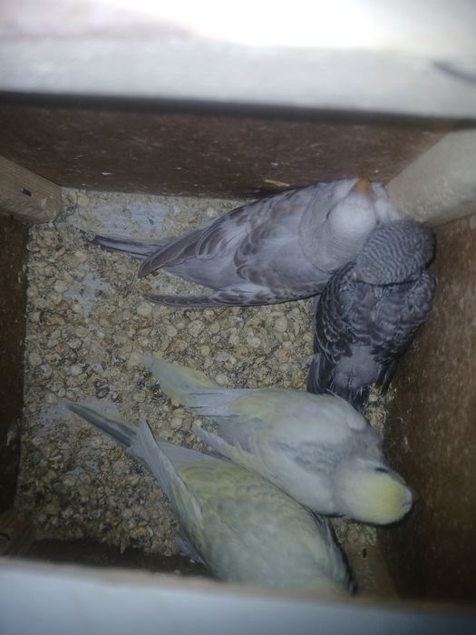 Bir jup bolali para sotiladi 4 ta bolasi narxi 370 ming ozirog' kami b