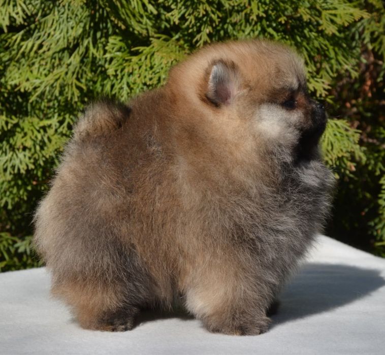 Fetita pomeranian mini/toy!