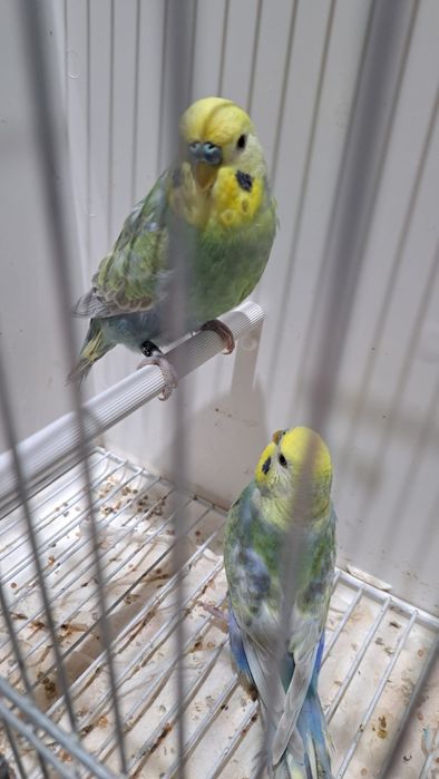 Peruși Rainbow Rainbow