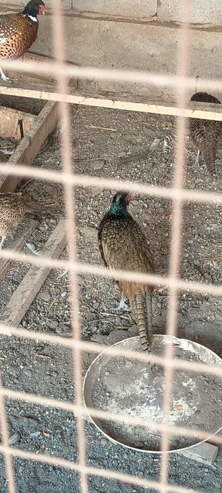 Фазаны охотничии, румынскии