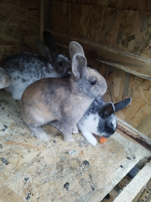 Iepuri de agrement. Prietenul  ideal pentru cei mici