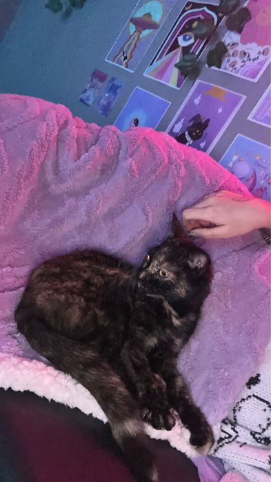 Котенок девочка в добрые руки