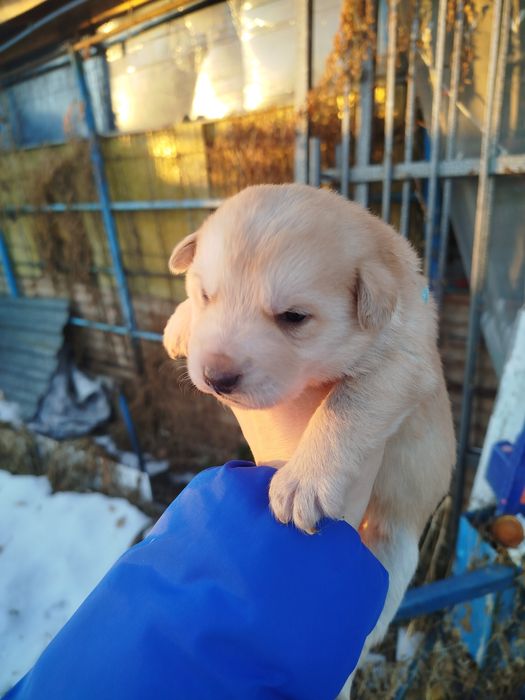 Отдам щенят сосновый бор