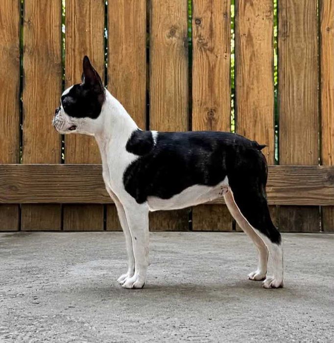 Boston terrier cu pedigree FCI fetita
