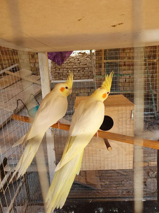 Limon korellalar sotiladi