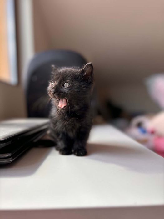 Коте Блеки търси дом