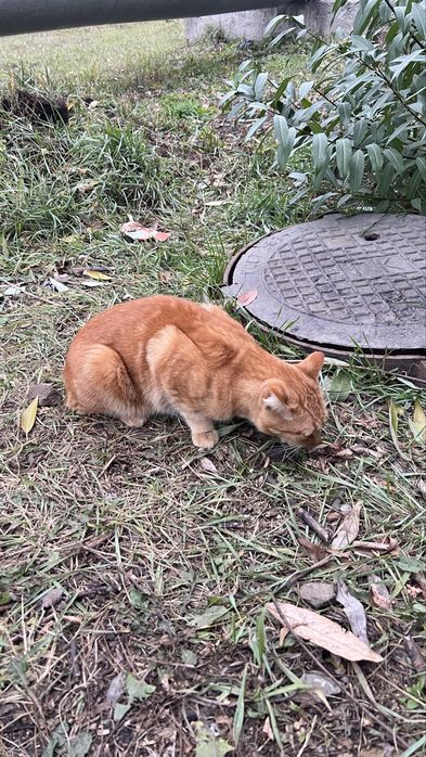 В поисках дома кот