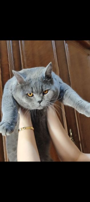 Vyazkaga (SOTILMIDI)