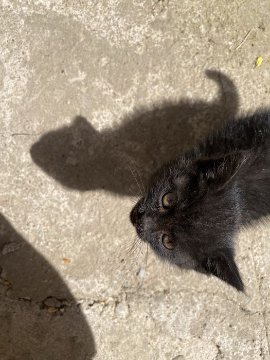 Ищем дом для котика