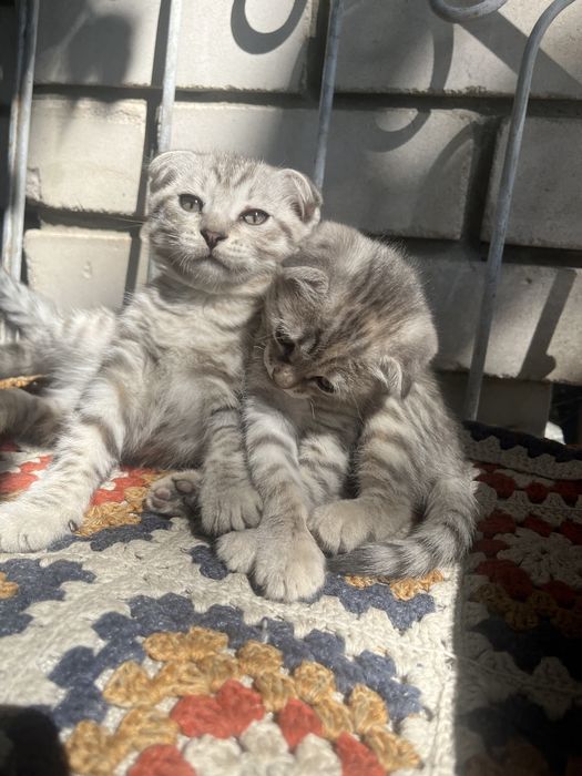 Отдам двух котят в добрые руки